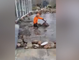 Hirsch im Gartenteich abgefangen