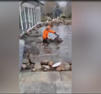 Hirsch im Gartenteich abgefangen