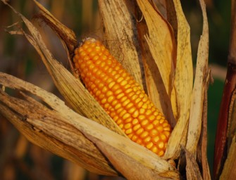 Kirrung – Das Gelbgold unter den Kirrmitteln