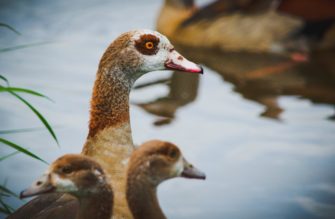 Nilgans – Landkreis verlängert die Jagdzeit