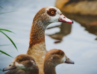 Nilgans – Landkreis verlängert die Jagdzeit