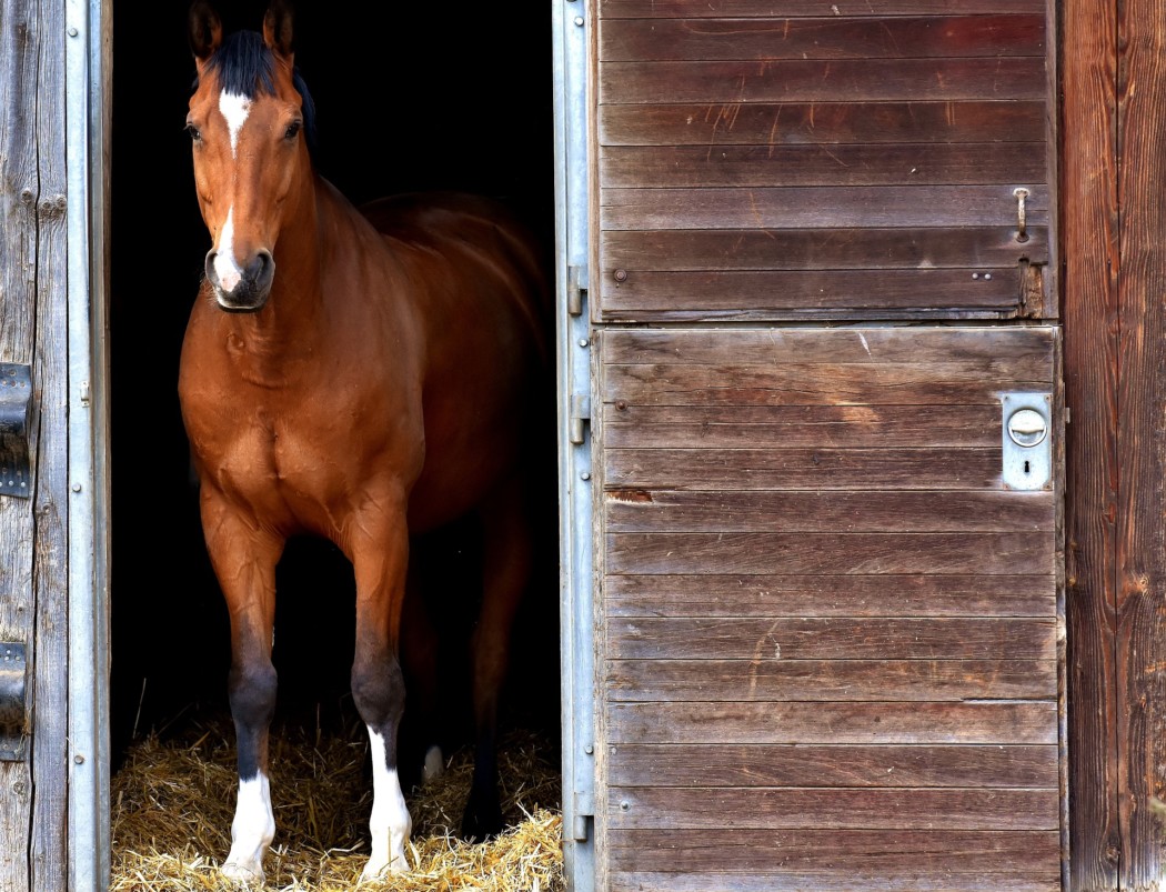 horse-2344193_1920