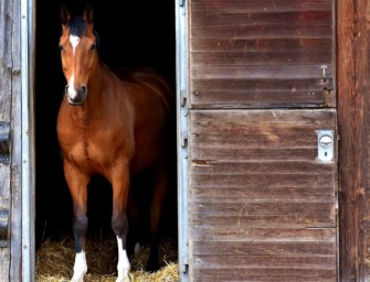 Wolf reißt Wallach – Was soll noch passieren?