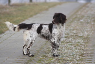 Kleiner Münsterländer aus dem Zwinger gestohlen