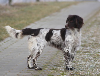 Kleiner Münsterländer aus dem Zwinger gestohlen