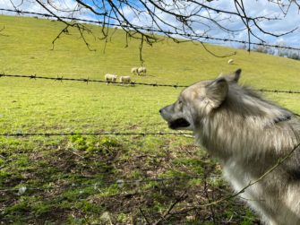 Toter Herdenschutzhund nahe Ohrdruf vom Wolf gerissen?