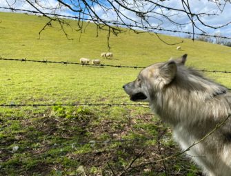 Toter Herdenschutzhund nahe Ohrdruf vom Wolf gerissen?