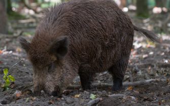 DJV warnt vor Abgabe von Wildschweinlebern