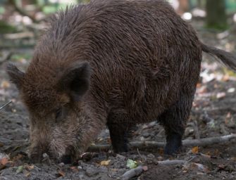 DJV warnt vor Abgabe von Wildschweinlebern
