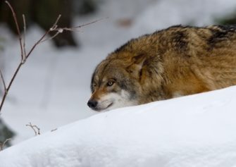CDU/CSU fordert „aktives Wolfsmanagement“