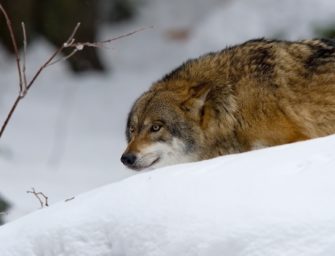 CDU/CSU fordert „aktives Wolfsmanagement“