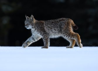 Luchsjagd in Schweden beginnt