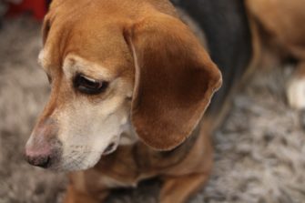 Was ist Hundemalaria?