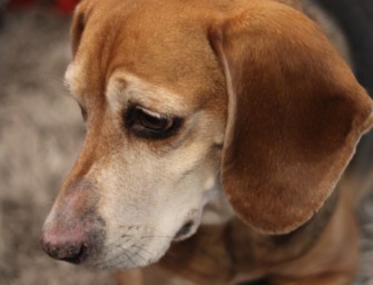 Was ist Hundemalaria?