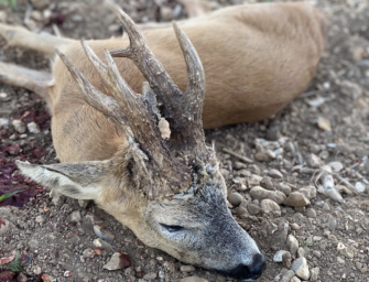 Neuer Weltrekord-Rehbock? Gigant aus England – world Record Roebuck