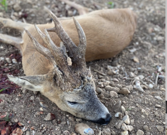 Neuer Weltrekord-Rehbock? Gigant aus England – world Record Roebuck