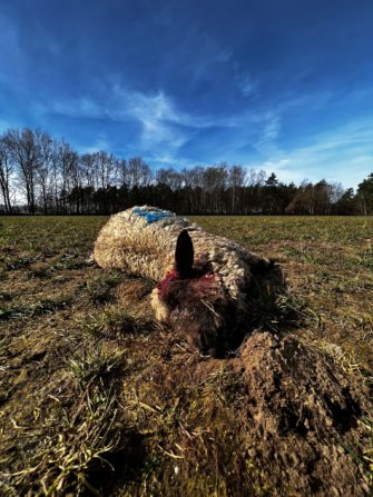 Uelzen Wölfe attackieren in Suderburg 400 Schafe – brutales Massaker
