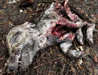 Frisst der Wolf Wildschweine? Risse in der Lüneburger Heide
