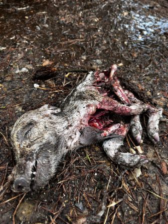 Frisst der Wolf Wildschweine? Risse in der Lüneburger Heide