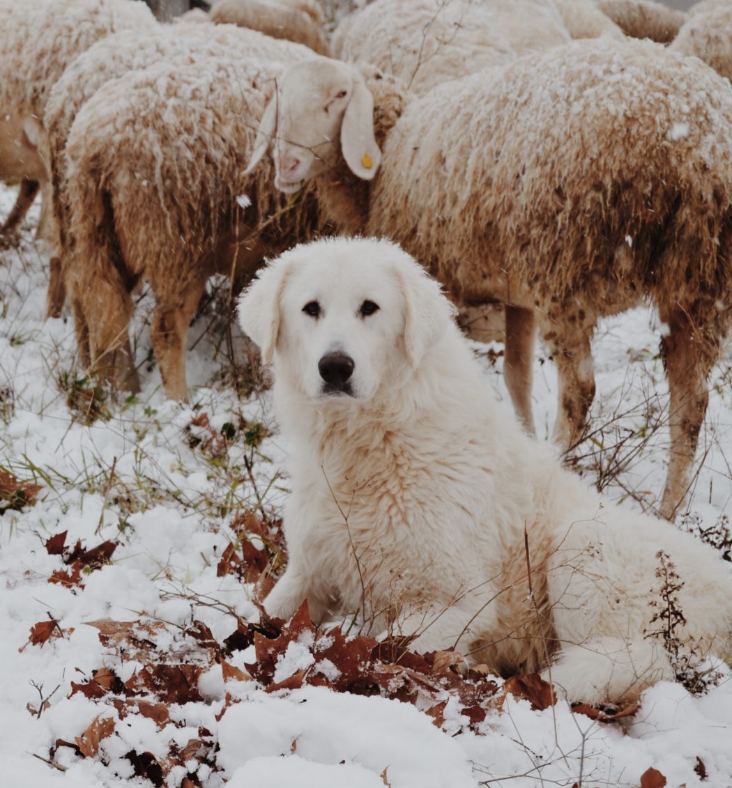 federica-giusti-XTNyfggdKTo-unsplash