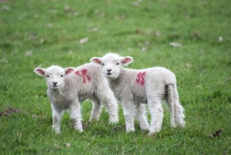 Wolfsattacke bei Lembeck (Dorsten) – 350 Schafe angegriffen