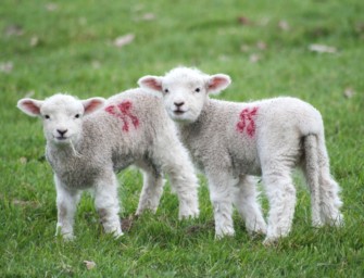 Wolfsattacke bei Lembeck (Dorsten) – 350 Schafe angegriffen