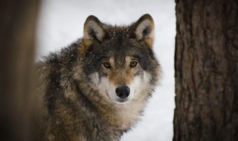 Problemwolf erlegt?