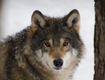 Problemwolf erlegt?