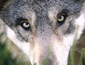 Warum töten Wölfe Hunde?