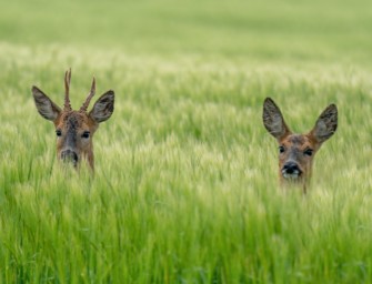 Böcke und ihre Vorlieben – Saisonstart im Feldrevier