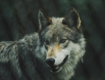 Wolfsgipfel in Berlin