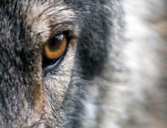 Wolf auf Rekordwanderung illegal geschossen