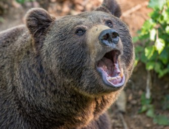 Jäger und Förster auf Nachsuche von Bären angegriffen
