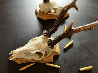 Bocktrophäen: So werden sie richtig abgekocht!