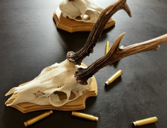 Bocktrophäen: So werden sie richtig abgekocht!