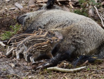 Hamburg quält Wildschweine mit Fallen