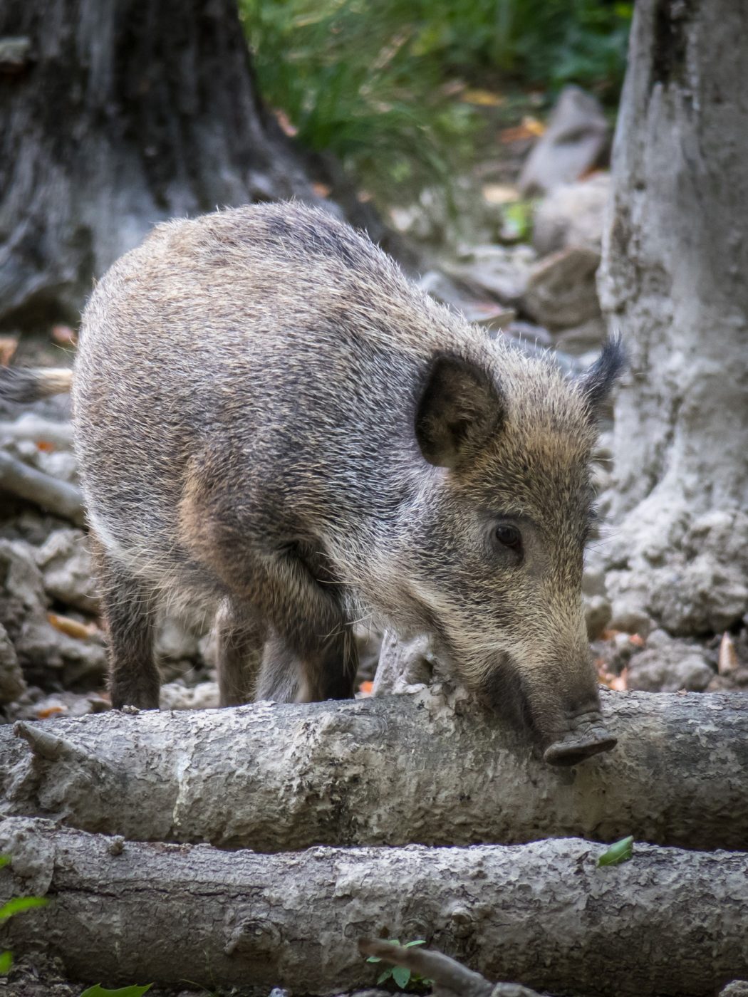 wild-boar-3599160_1920