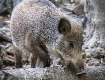 Läuse beim Wild? Wildschwein mit Parasiten befallen
