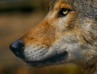 Wolfskopf vor Nabu-Zentrum: Herkunft geklärt