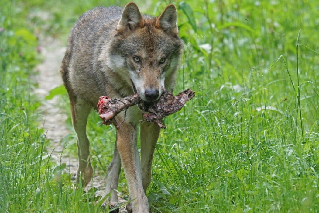 Wolf verletzt Frau und tötet Hund Jäger Wolf verletzt Frau und tötet Hund Jäger