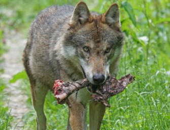 Wolf verletzt Frau und tötet Hund