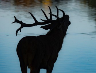 Oberpfälzer Rotwildtage: Kaniber bekennt sich zur Jagd