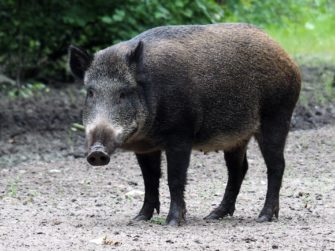 Wie schnell wachsen Wildschweine? Infos zum Schwarzwild