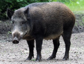 Wie schnell wachsen Wildschweine? Infos zum Schwarzwild