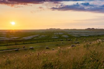 Umweltminister im Sinneswandel – schießt Niedersachsen Wölfe?