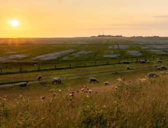Umweltminister im Sinneswandel – schießt Niedersachsen Wölfe?