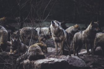 Erste Volksinitiative gegen den Wolf – Niedersachsen wehren sich