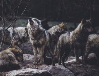 Erste Volksinitiative gegen den Wolf – Niedersachsen wehren sich