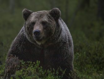 Italiens Problembärin wird nicht getötet