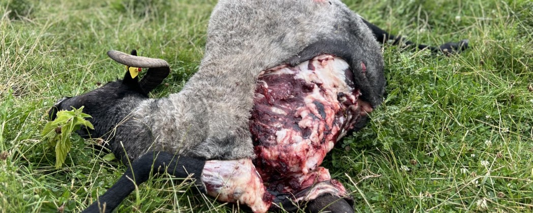 Wölfe Niedersachsen – so soll bejagt werden